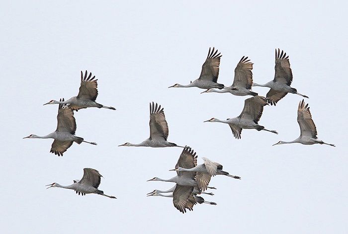 sandhill cranes